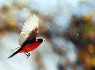 Vermilion Flycatcher Catching