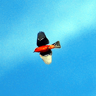 Vermilion Flycatcher Catching